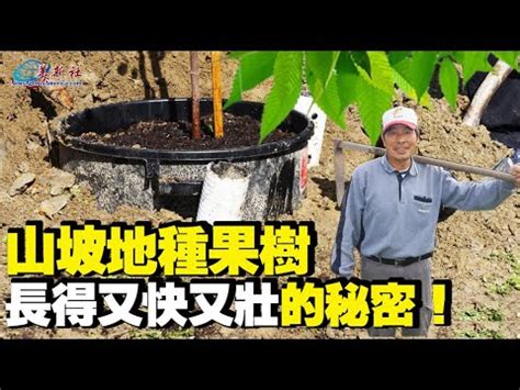 森樹種植|森樹種植新手指南